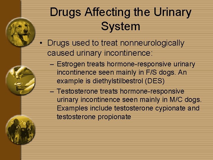 Drugs Affecting the Urinary System • Drugs used to treat nonneurologically caused urinary incontinence: