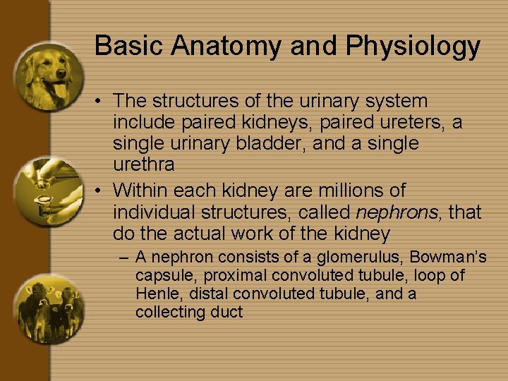 Basic Anatomy and Physiology • The structures of the urinary system include paired kidneys,