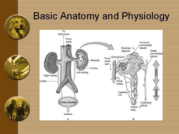 Basic Anatomy and Physiology 
