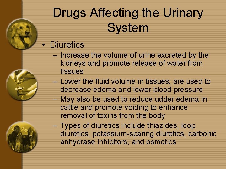 Drugs Affecting the Urinary System • Diuretics – Increase the volume of urine excreted