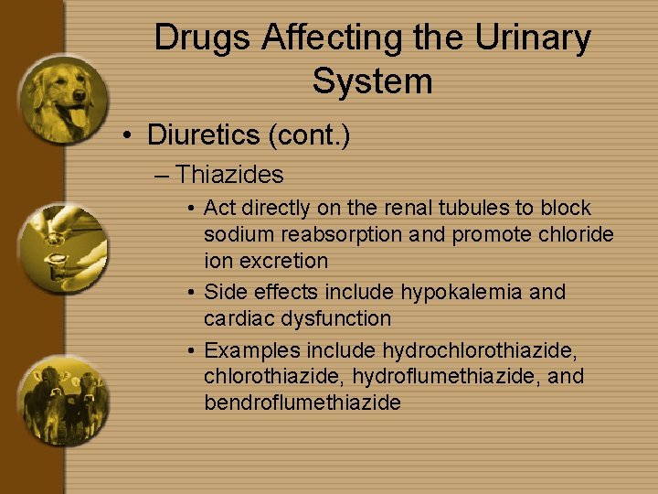 Drugs Affecting the Urinary System • Diuretics (cont. ) – Thiazides • Act directly