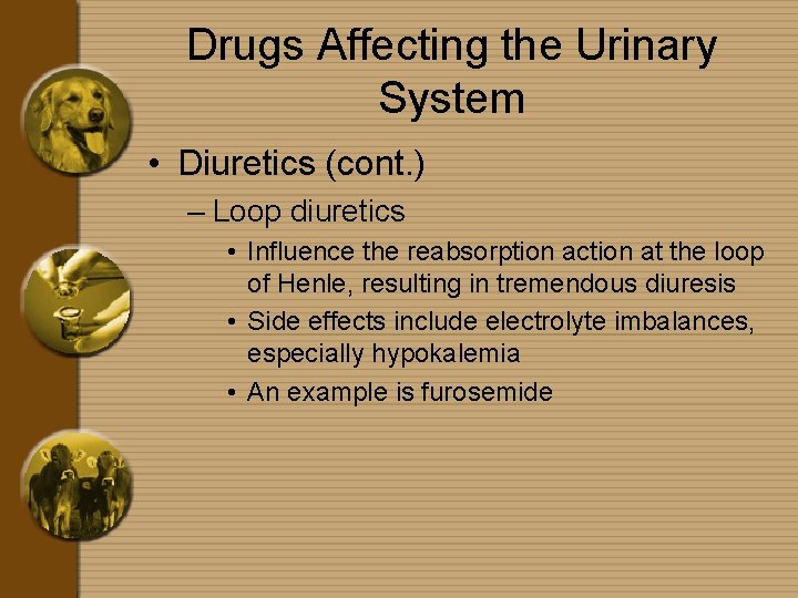 Drugs Affecting the Urinary System • Diuretics (cont. ) – Loop diuretics • Influence