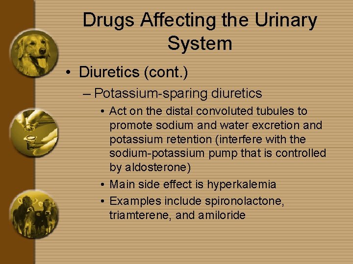 Drugs Affecting the Urinary System • Diuretics (cont. ) – Potassium-sparing diuretics • Act