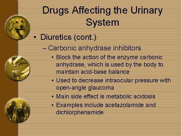 Drugs Affecting the Urinary System • Diuretics (cont. ) – Carbonic anhydrase inhibitors •