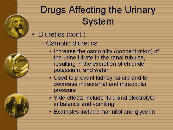 Drugs Affecting the Urinary System • Diuretics (cont. ) – Osmotic diuretics • Increase