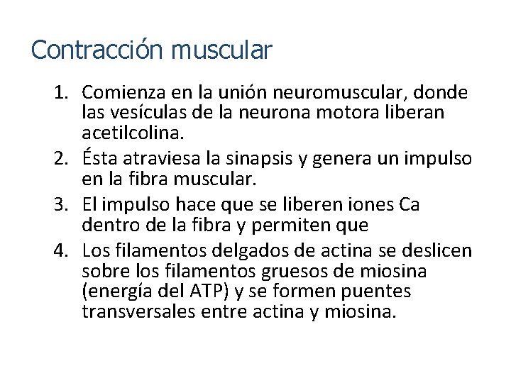 Contracción muscular 1. Comienza en la unión neuromuscular, donde las vesículas de la neurona