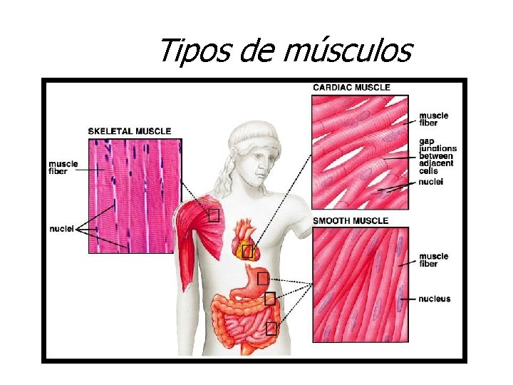 Tipos de músculos 