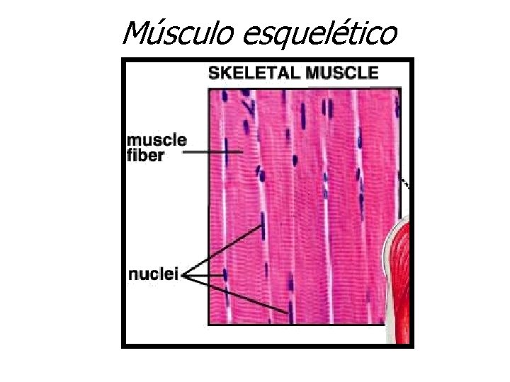 Músculo esquelético 