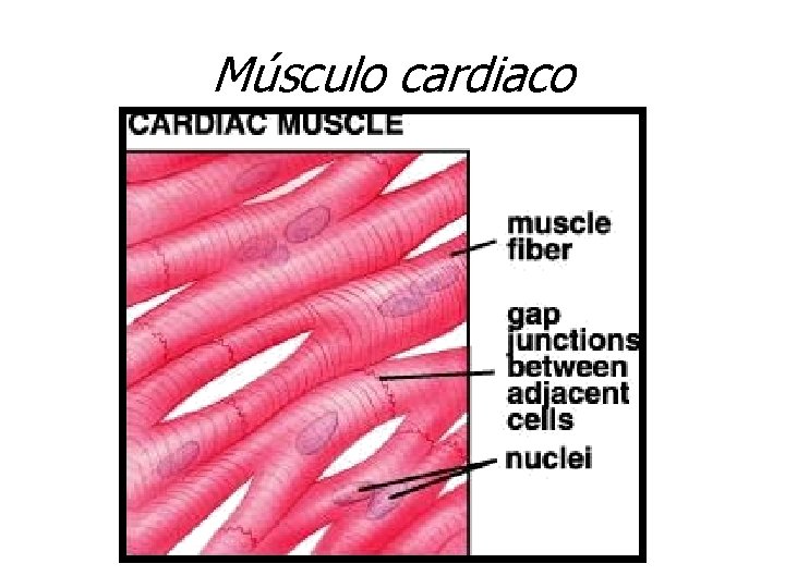 Músculo cardiaco 