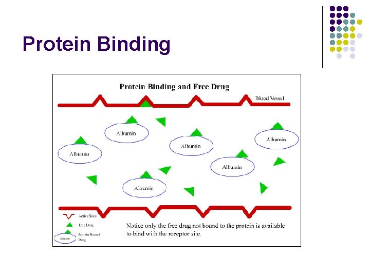 Protein Binding 