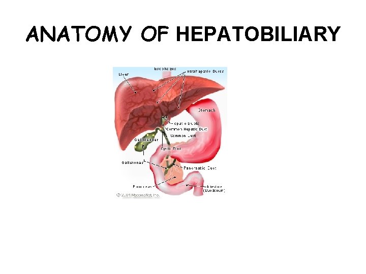 ANATOMY OF HEPATOBILIARY 