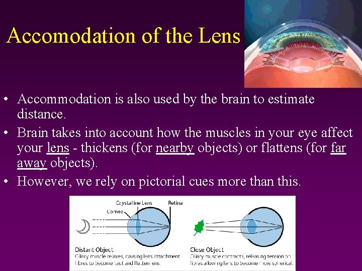 Accomodation of the Lens • Accommodation is also used by the brain to estimate