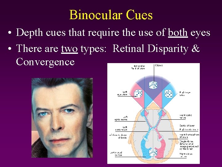 Binocular Cues • Depth cues that require the use of both eyes • There