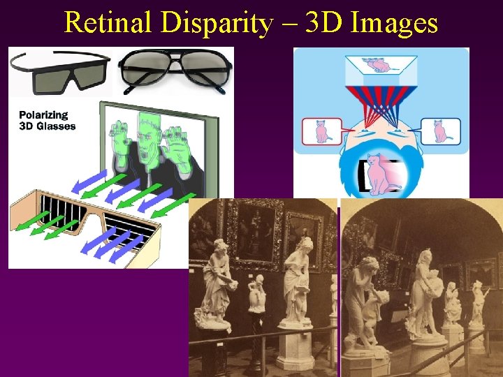 Retinal Disparity – 3 D Images 