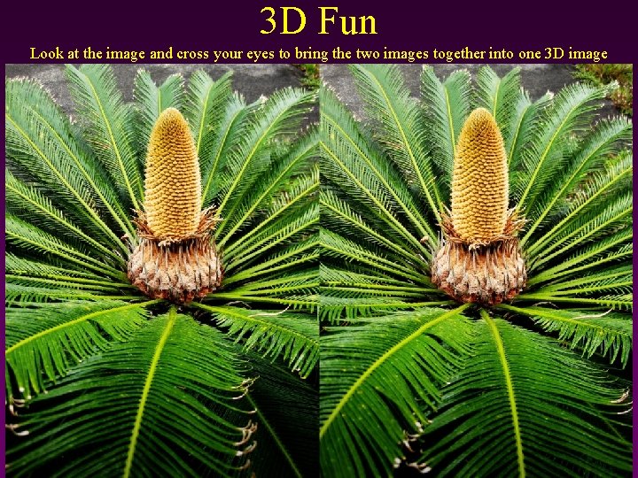 3 D Fun Look at the image and cross your eyes to bring the