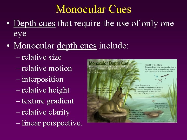 Monocular Cues • Depth cues that require the use of only one eye •