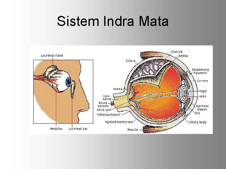 Sistem Indra Mata 