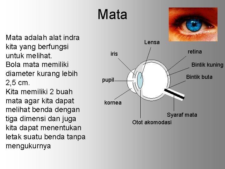 Mata adalah alat indra kita yang berfungsi untuk melihat. Bola mata memiliki diameter kurang