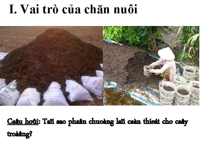 I. Vai trò của chăn nuôi Caâu hoûi: Taïi sao phaân chuoàng laïi caàn