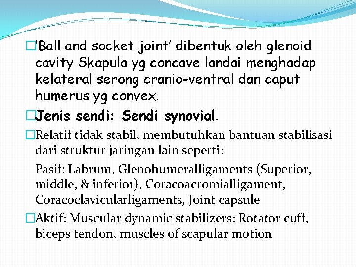 �‘Ball and socket joint’ dibentuk oleh glenoid cavity Skapula yg concave landai menghadap kelateral