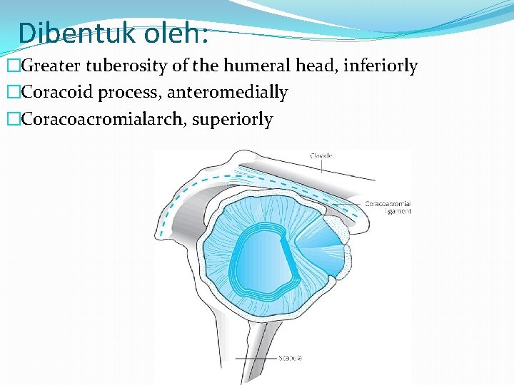 Dibentuk oleh: �Greater tuberosity of the humeral head, inferiorly �Coracoid process, anteromedially �Coracoacromialarch, superiorly
