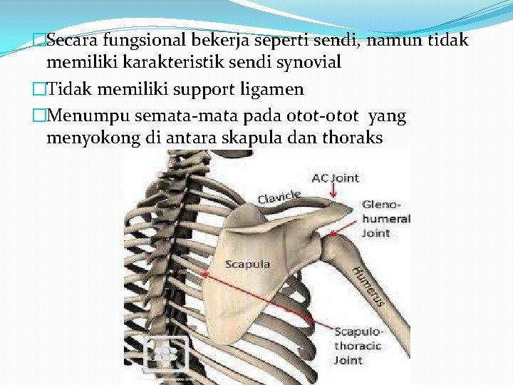 �Secara fungsional bekerja seperti sendi, namun tidak memiliki karakteristik sendi synovial �Tidak memiliki support