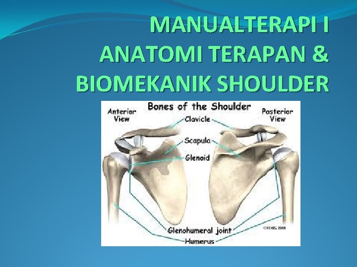 MANUALTERAPI I ANATOMI TERAPAN & BIOMEKANIK SHOULDER 