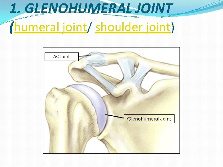 1. GLENOHUMERAL JOINT (humeral joint/ shoulder joint) 