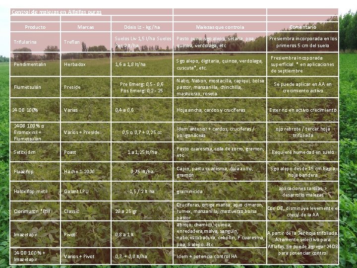 Control de malezas en Alfalfas puras Producto Trifularina Marcas Treflan Pendimentalin Herbadox Flumetsulán Preside