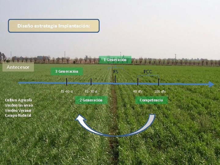 Diseño estrategia Implantación: 1 Generación Antecesor FS -60 d Cultivo Agrícola Verdeo Invierno Verdeo