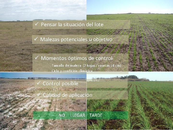 ü Pensar la situación del lote ü Malezas potenciales u objetivo ü Momentos óptimos