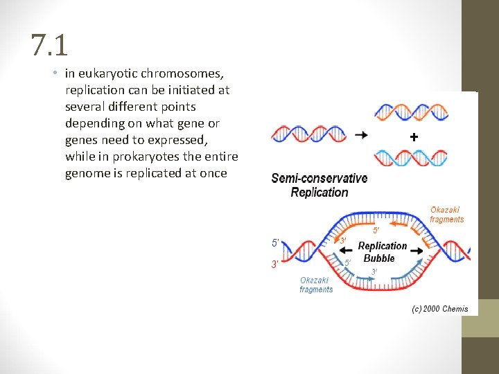 7. 1 • in eukaryotic chromosomes, replication can be initiated at several different points 7. 1 • in eukaryotic chromosomes, replication can be initiated at several different points