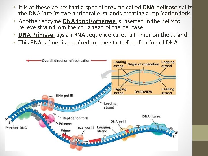• It is at these points that a special enzyme called DNA helicase • It is at these points that a special enzyme called DNA helicase