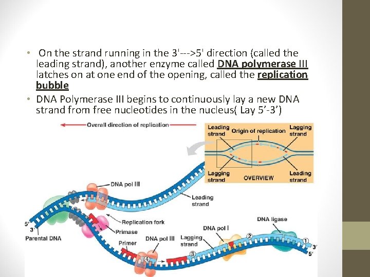 • On the strand running in the 3'--->5' direction (called the leading strand), • On the strand running in the 3'--->5' direction (called the leading strand),