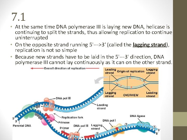 7. 1 • At the same time DNA polymerase III is laying new DNA, 7. 1 • At the same time DNA polymerase III is laying new DNA,