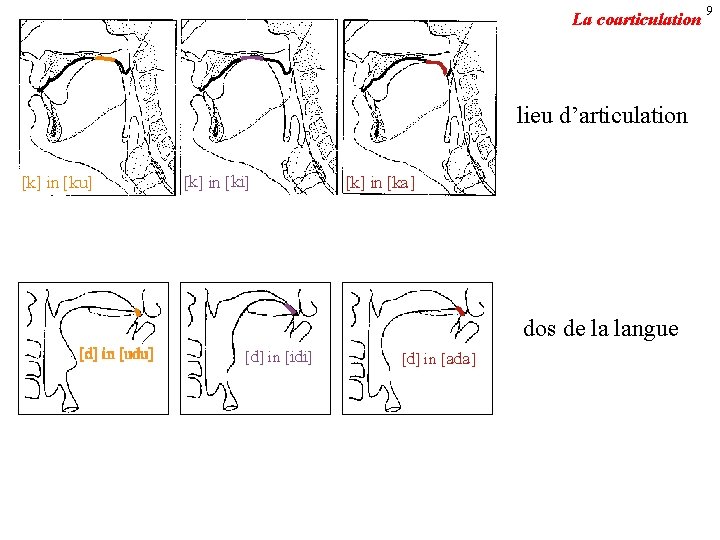 La coarticulation lieu d’articulation [k] in [ ku] [k] in [ ki] [k] in