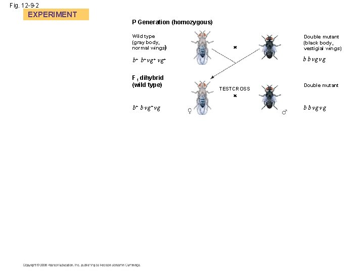 Chapter 12 The Chromosomal Basis Of Inheritance Power