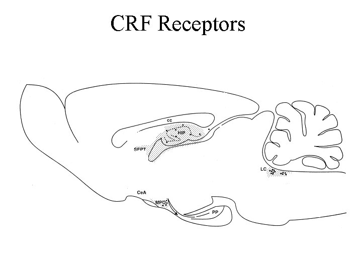 CRF Receptors 