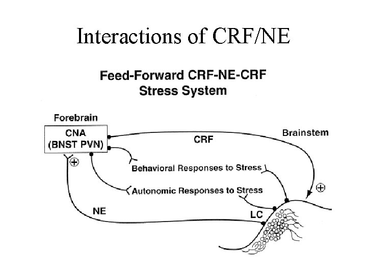 Interactions of CRF/NE 