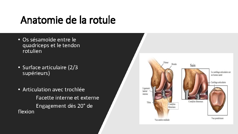 Anatomie de la rotule • Os sésamoïde entre le quadriceps et le tendon rotulien
