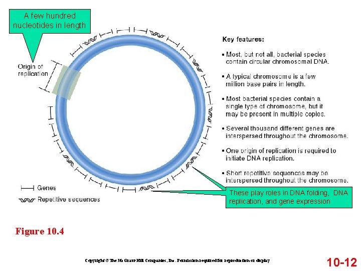 A few hundred nucleotides in length These play roles in DNA folding, DNA replication, A few hundred nucleotides in length These play roles in DNA folding, DNA replication,