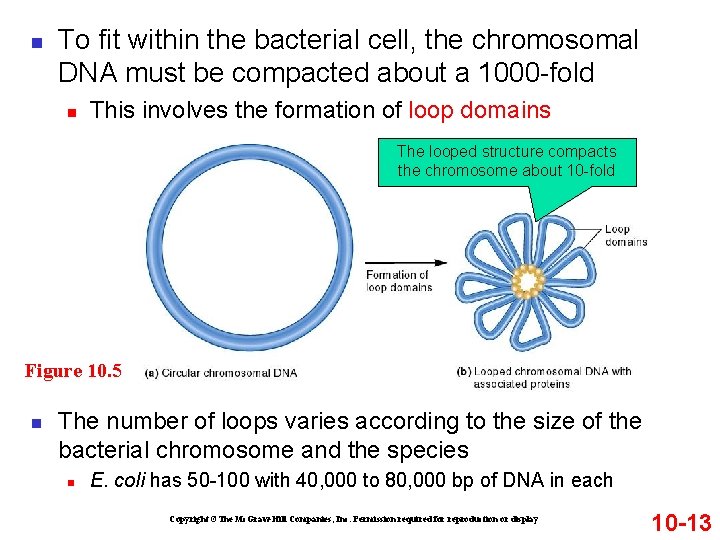 n To fit within the bacterial cell, the chromosomal DNA must be compacted about n To fit within the bacterial cell, the chromosomal DNA must be compacted about
