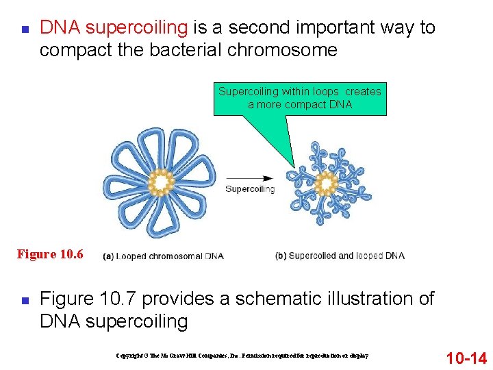 n DNA supercoiling is a second important way to compact the bacterial chromosome Supercoiling n DNA supercoiling is a second important way to compact the bacterial chromosome Supercoiling
