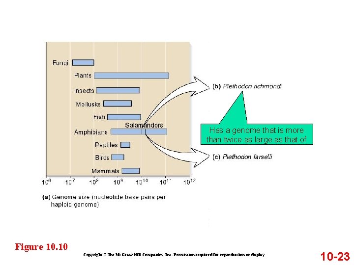 Has a genome that is more than twice as large as that of Figure Has a genome that is more than twice as large as that of Figure