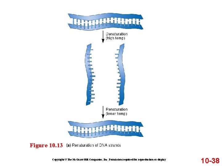 Figure 10. 13 Copyright ©The Mc. Graw-Hill Companies, Inc. Permission required for reproduction or Figure 10. 13 Copyright ©The Mc. Graw-Hill Companies, Inc. Permission required for reproduction or
