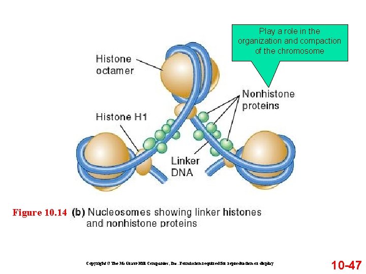 Play a role in the organization and compaction of the chromosome Figure 10. 14 Play a role in the organization and compaction of the chromosome Figure 10. 14