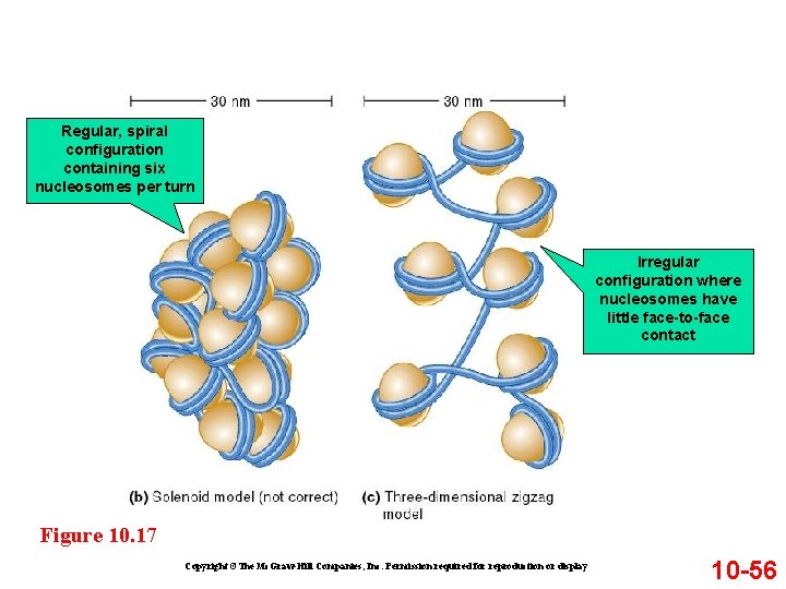Regular, spiral configuration containing six nucleosomes per turn Irregular configuration where nucleosomes have little Regular, spiral configuration containing six nucleosomes per turn Irregular configuration where nucleosomes have little