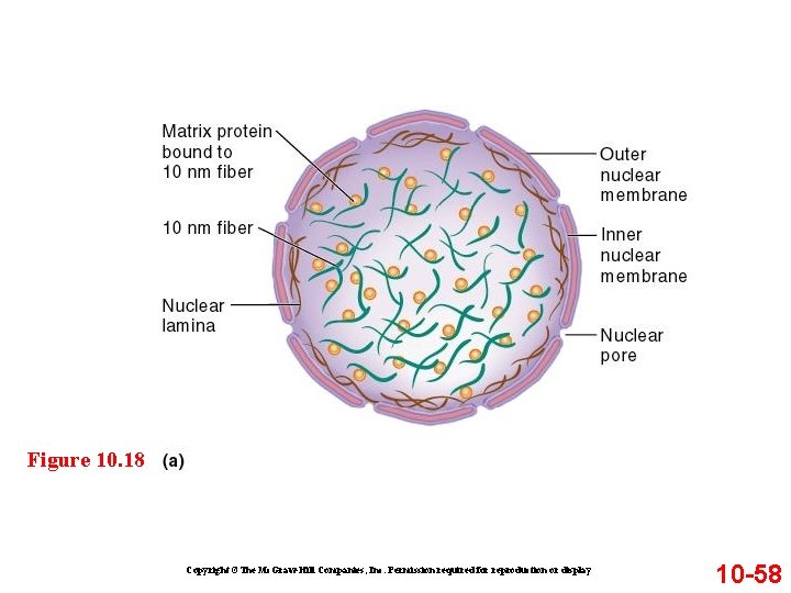 Figure 10. 18 Copyright ©The Mc. Graw-Hill Companies, Inc. Permission required for reproduction or Figure 10. 18 Copyright ©The Mc. Graw-Hill Companies, Inc. Permission required for reproduction or