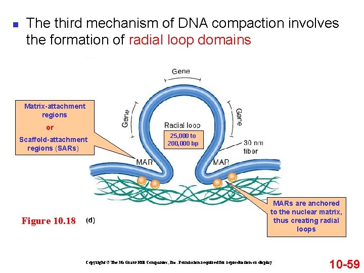 n The third mechanism of DNA compaction involves the formation of radial loop domains n The third mechanism of DNA compaction involves the formation of radial loop domains