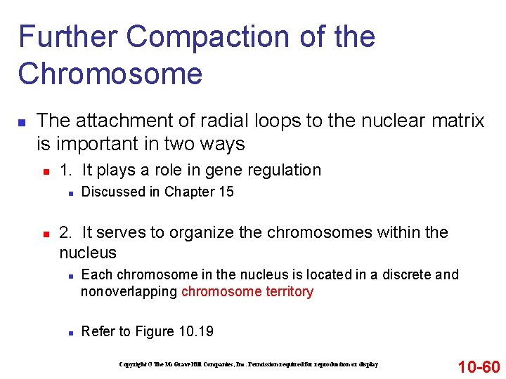 Further Compaction of the Chromosome n The attachment of radial loops to the nuclear Further Compaction of the Chromosome n The attachment of radial loops to the nuclear